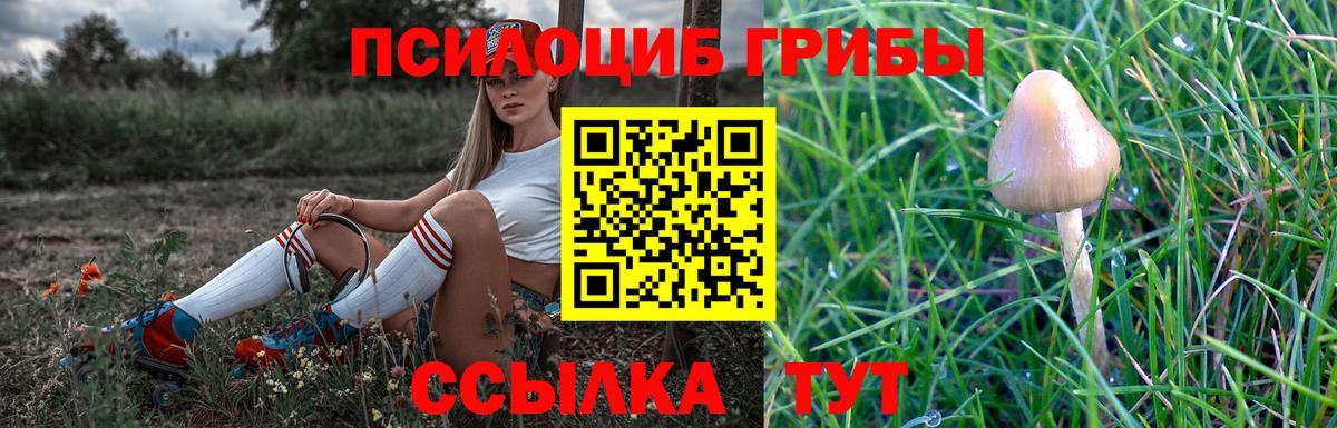Галлюциногенные грибы Psilocybe Сорочинск